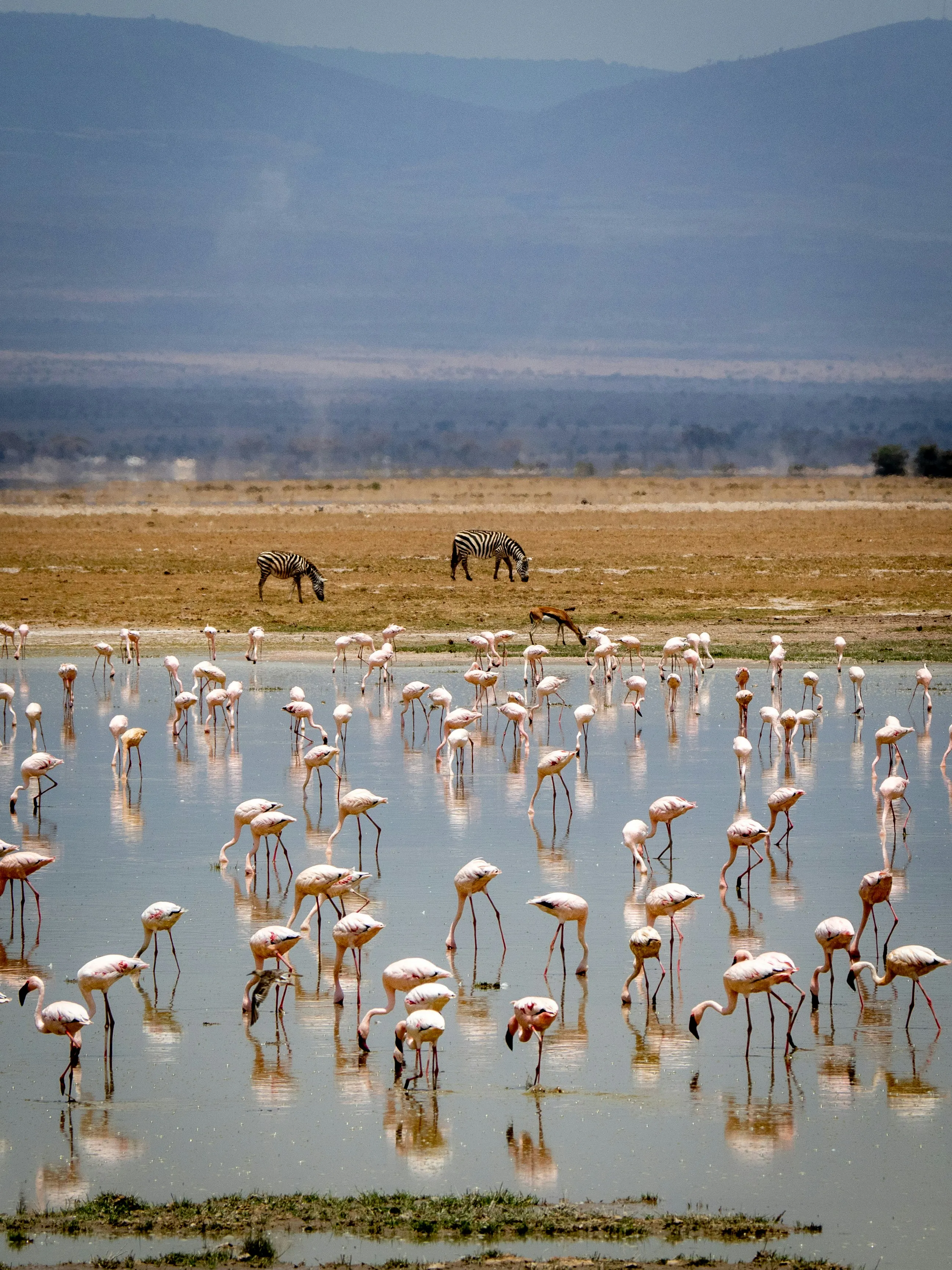 Flamingos feeding in a shallow swamp.