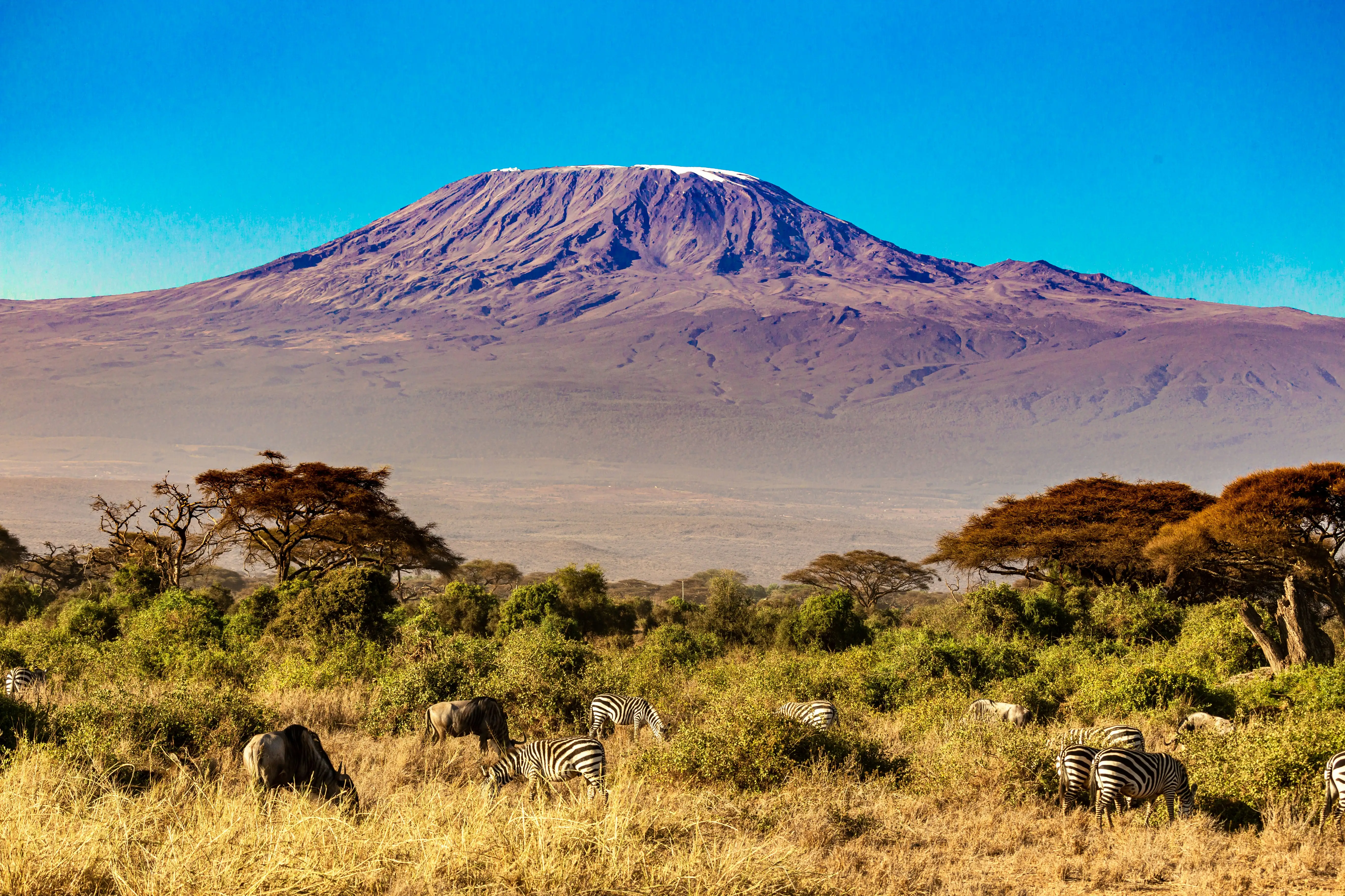 Zebra grazing on the Amboseli plains with Kilimanjaro behind them.