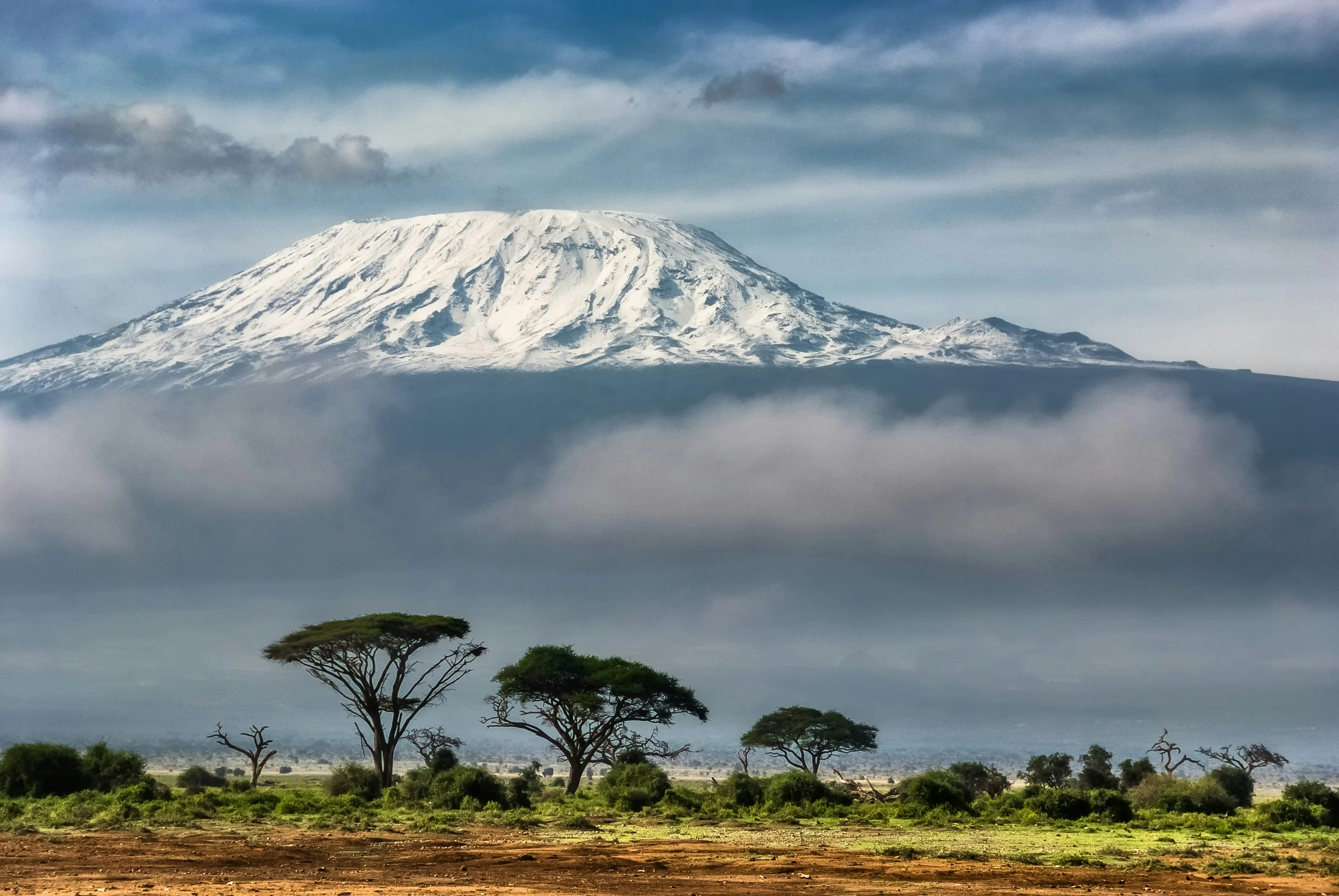 Kilimanjaro’s snow cap rising above the treeline on a clear morning.