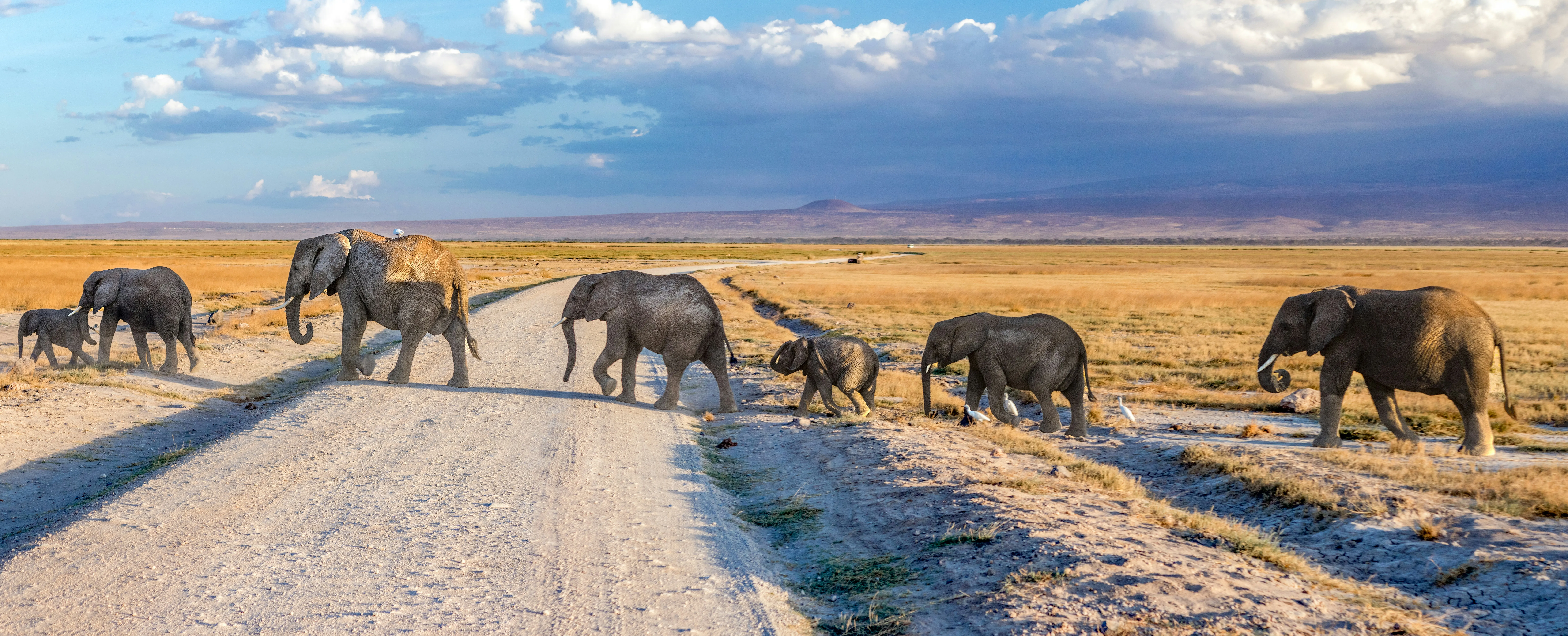 A line of elephants crossing an Amboseli track.