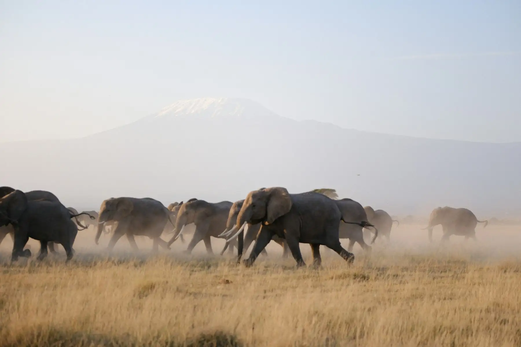 Elephants crossing open dust plains in Amboseli with Kilimanjaro rising behind them.