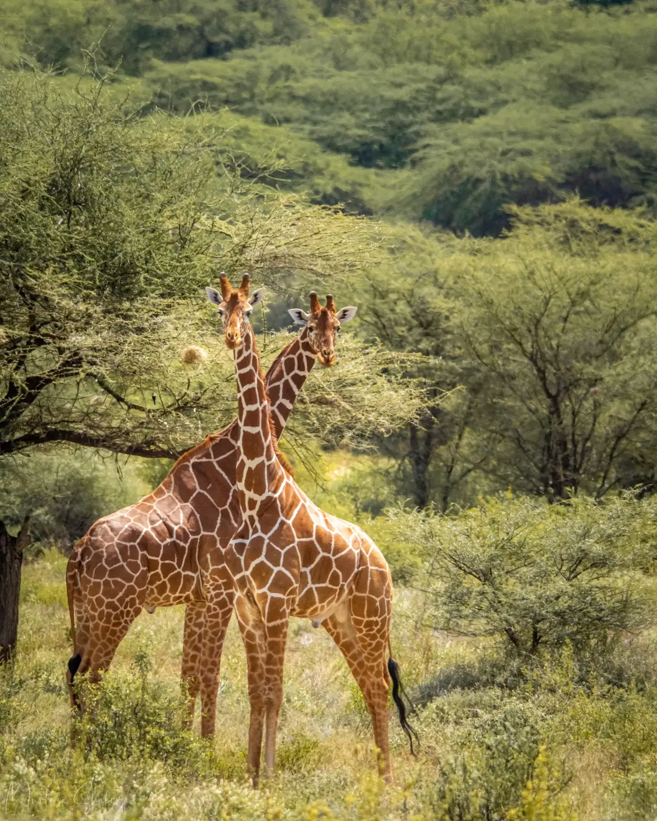 Two giraffes standing in green Kenya bush, used as a placeholder destination image.