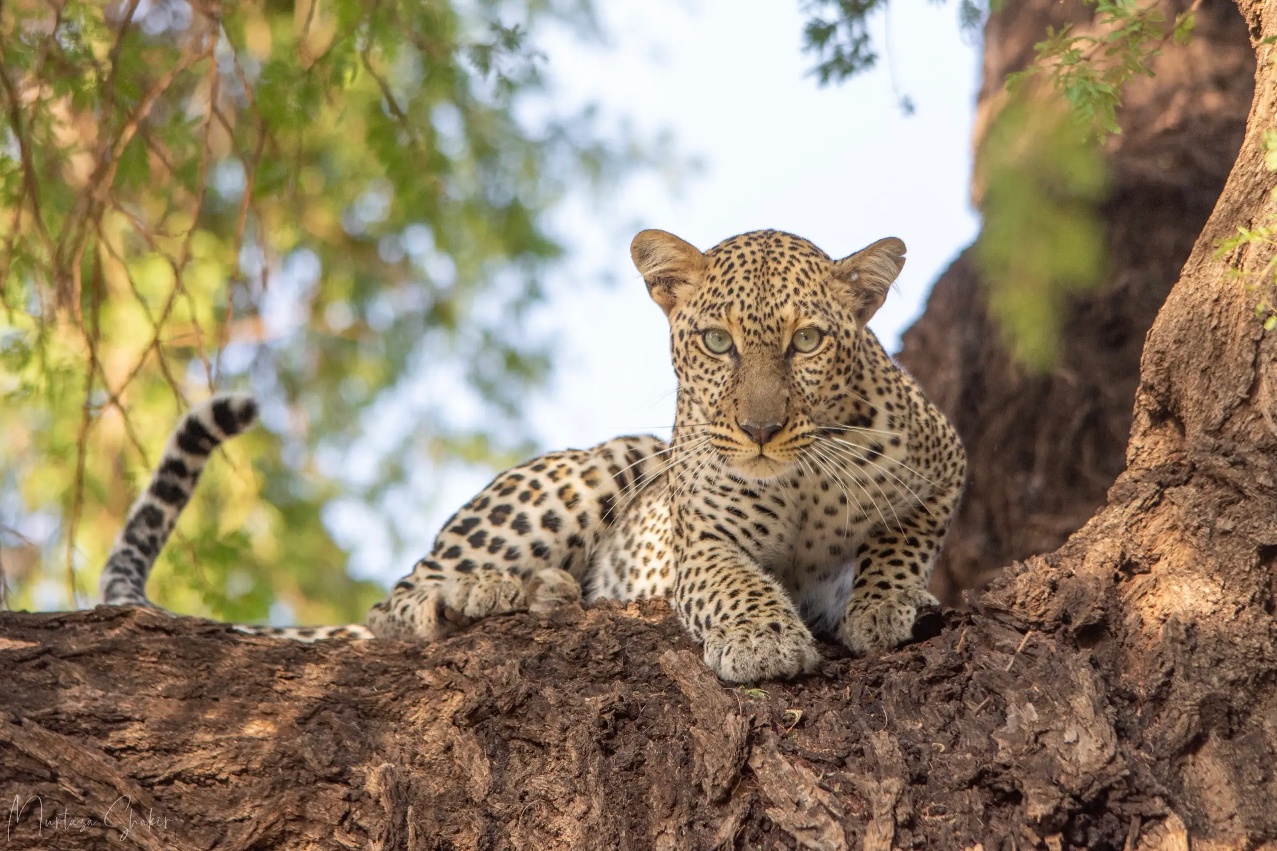 Leopard resting in a tree in Kenya, used as a warm safari hero image.