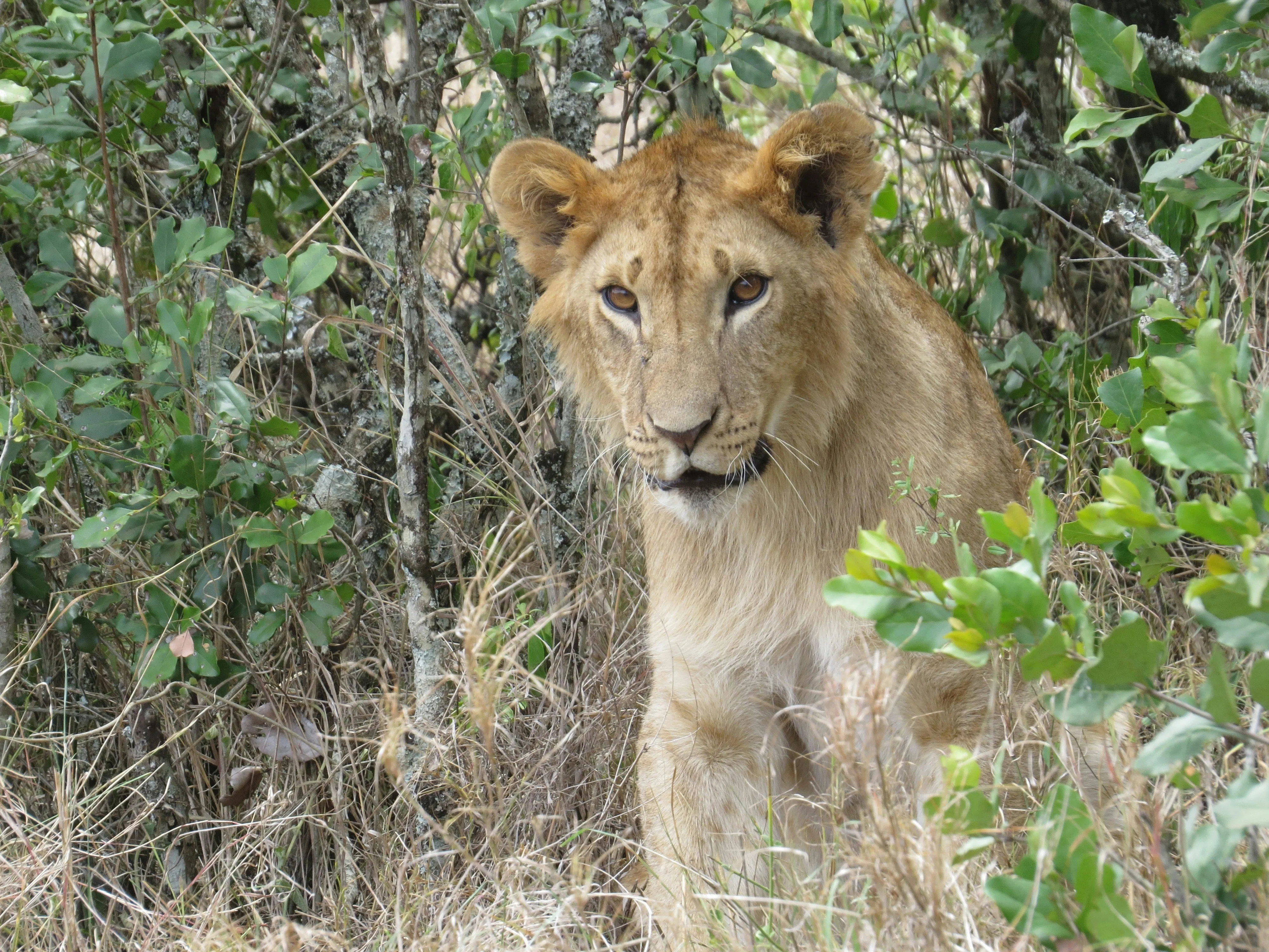 A young lion moving through scrub.