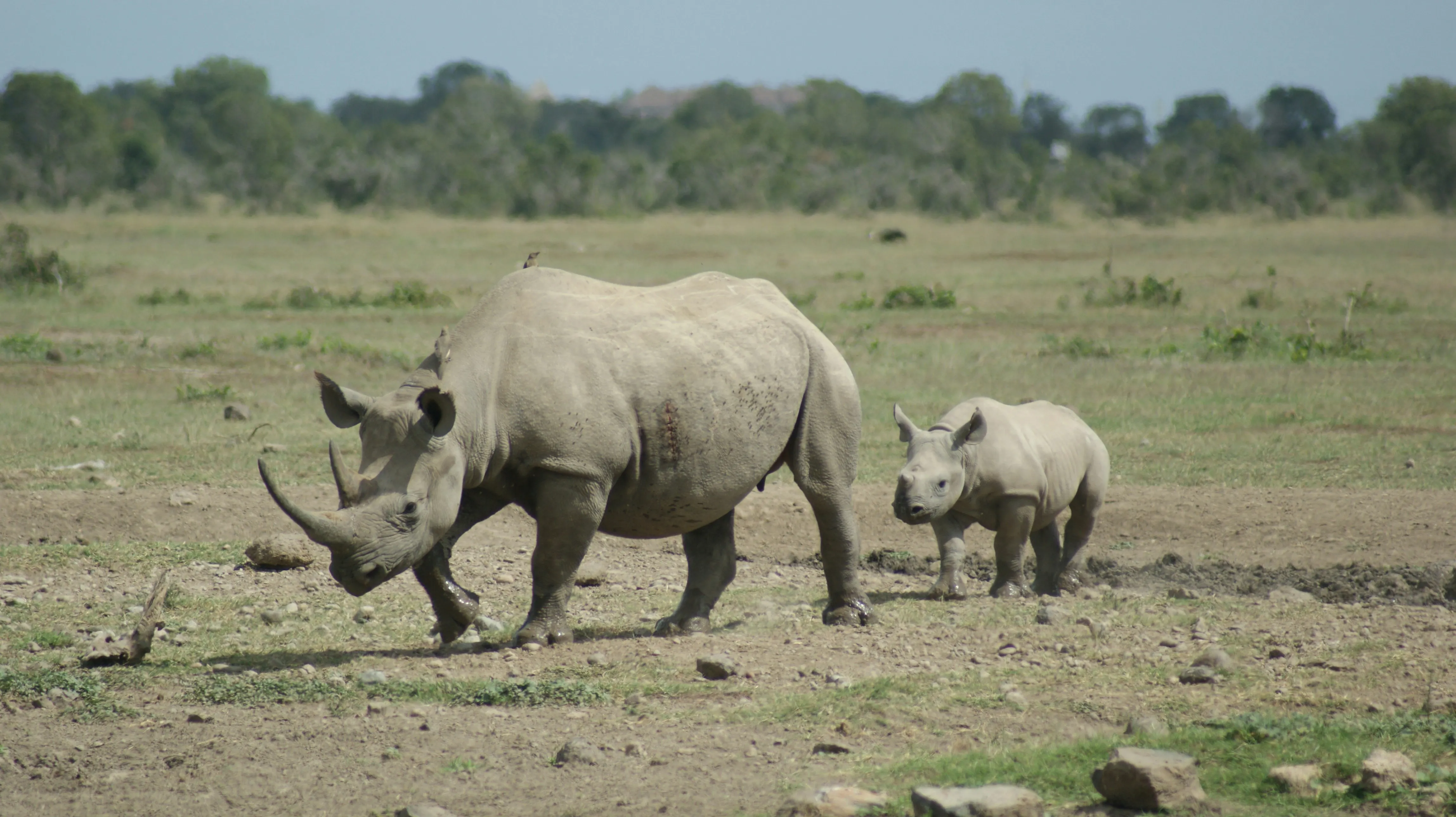 A group of rhino on open ground at Ol Pejeta Conservancy.