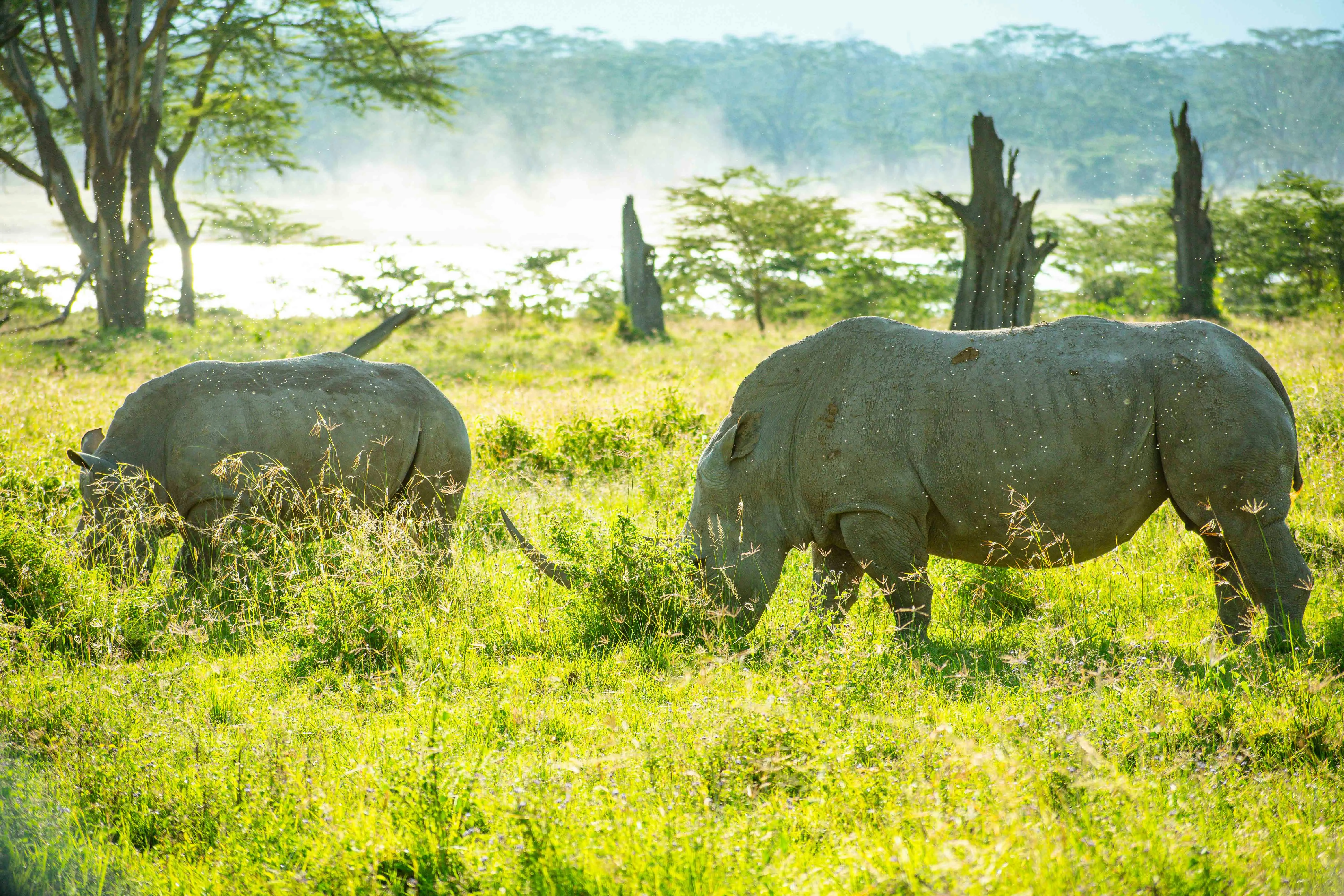 Two rhino grazing in Lake Nakuru National Park.