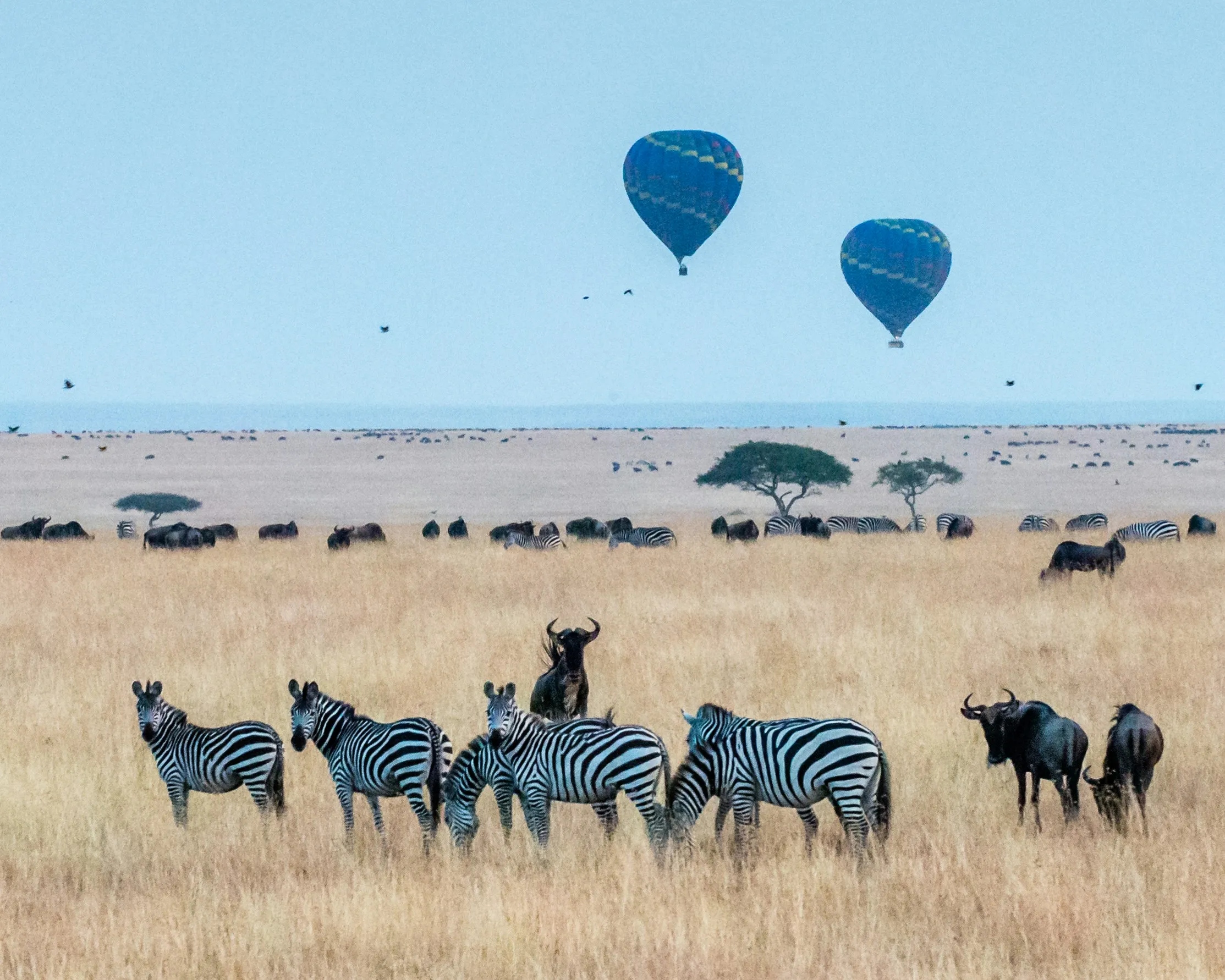 Two hot-air balloons drifting low over the plains at dawn.