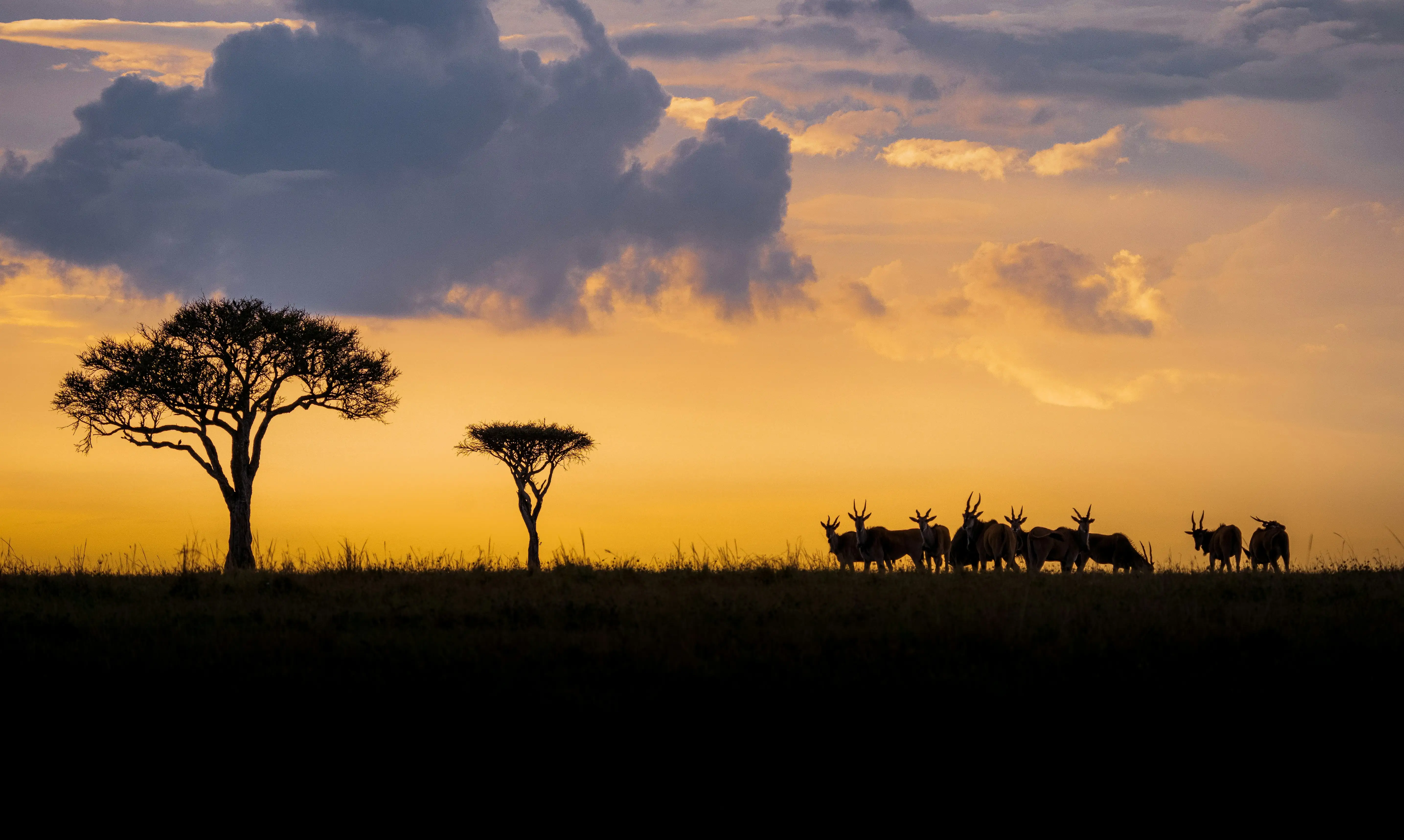 Balanites trees in silhouette against a Maasai Mara sunset.