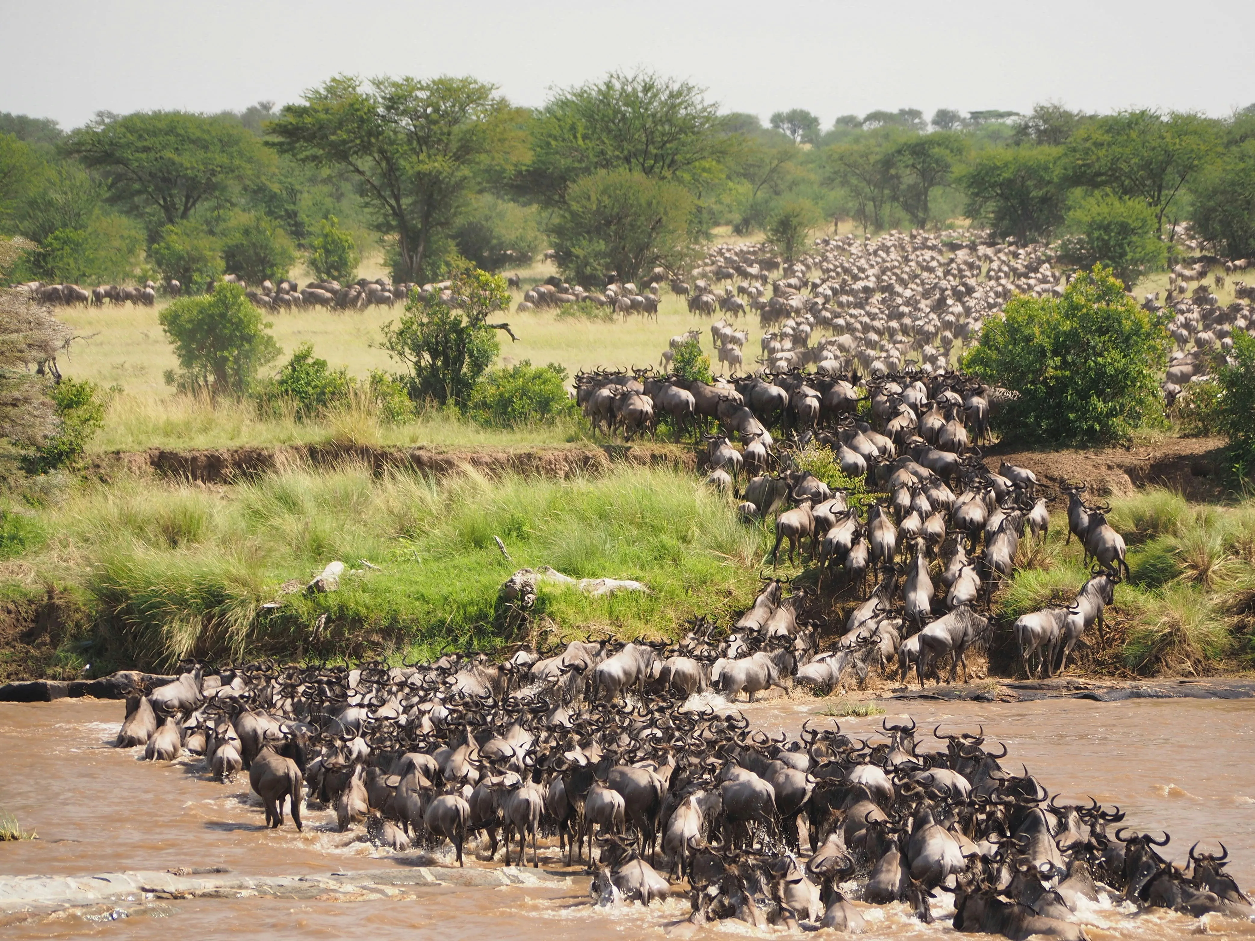 A dense herd of wildebeest moving across the Mara plains.