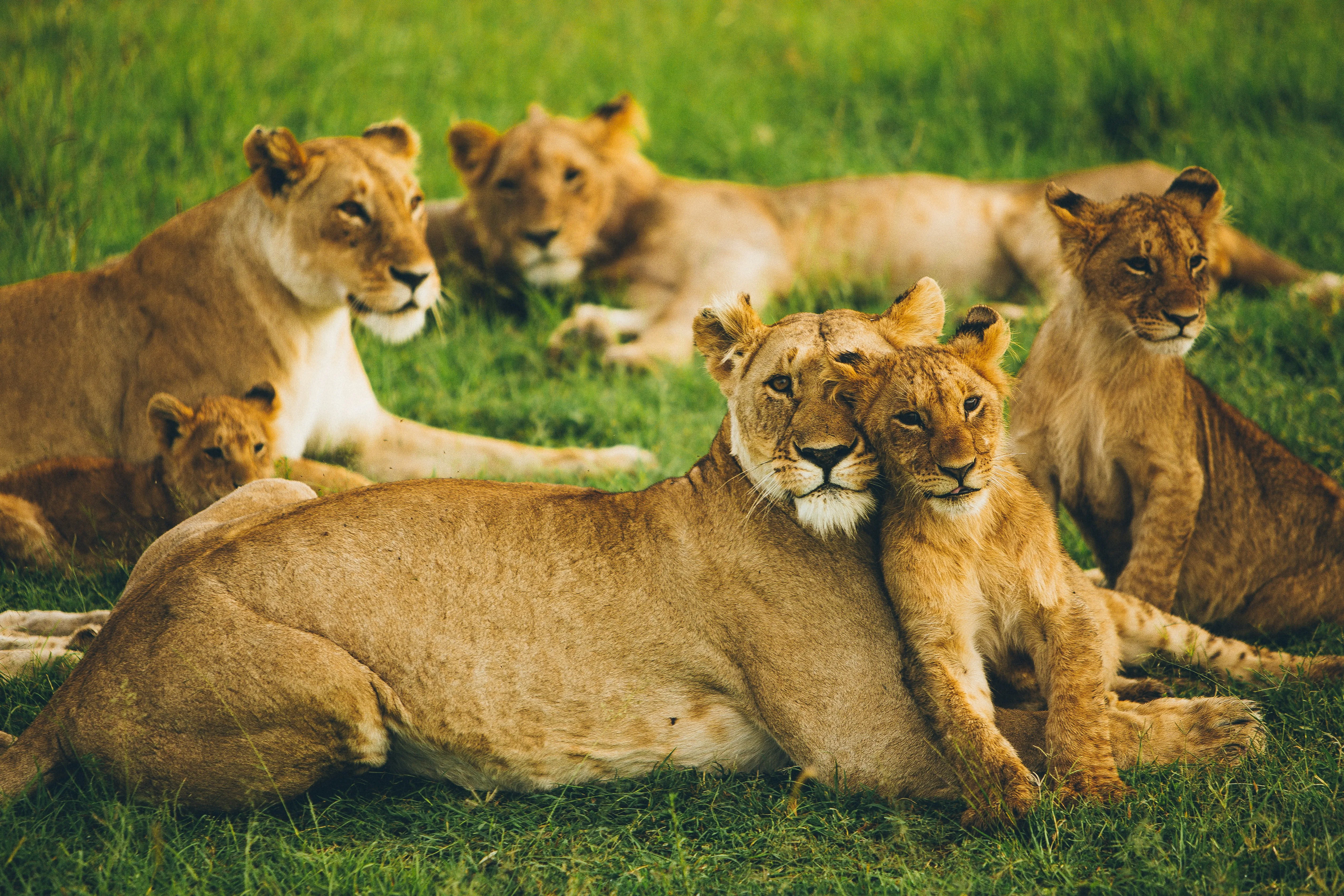 A pride of lions resting on open Mara grassland.