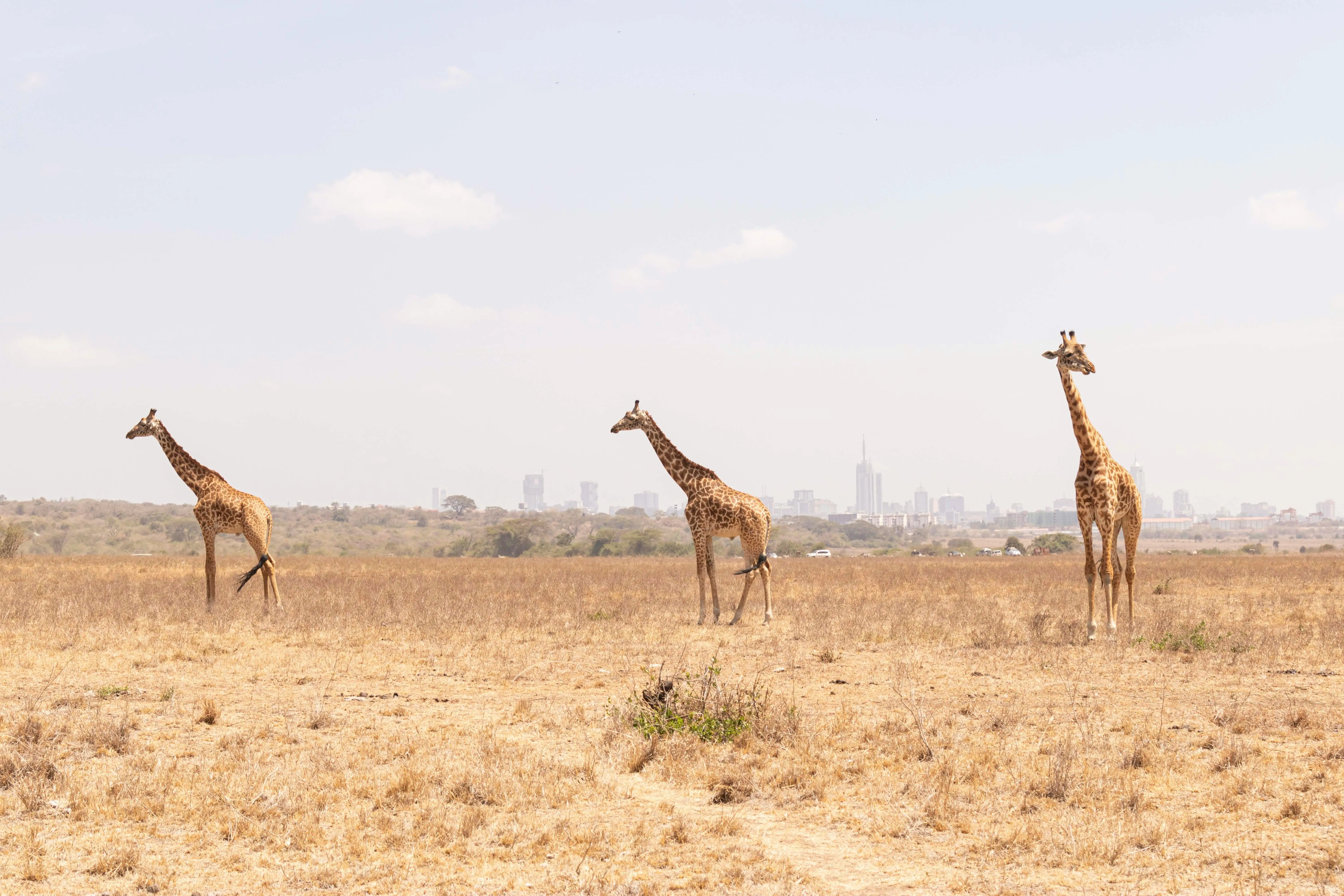 Three giraffes in Nairobi National Park with the city skyline behind them.