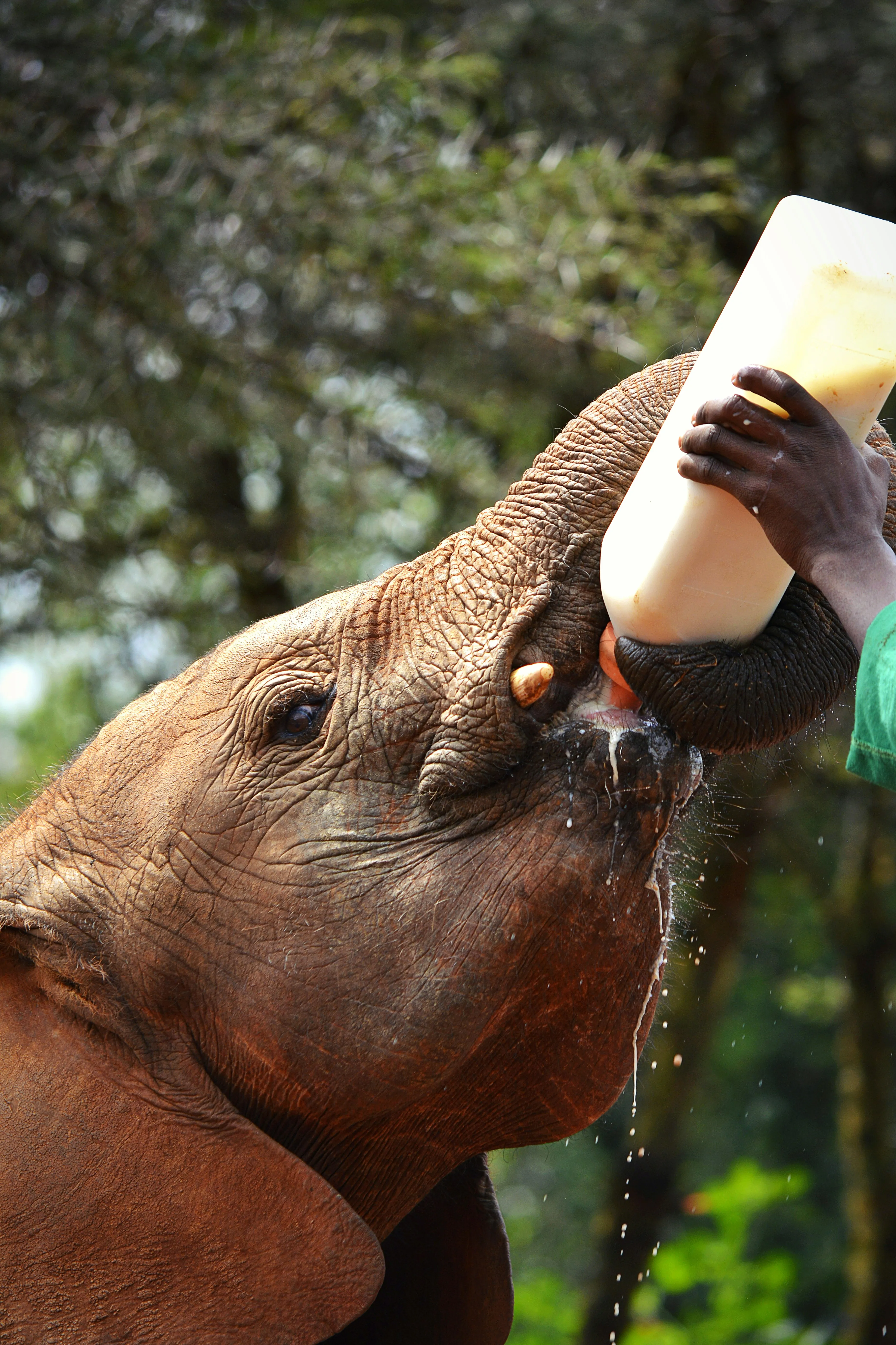 A hand feeding an orphaned elephant at close range.