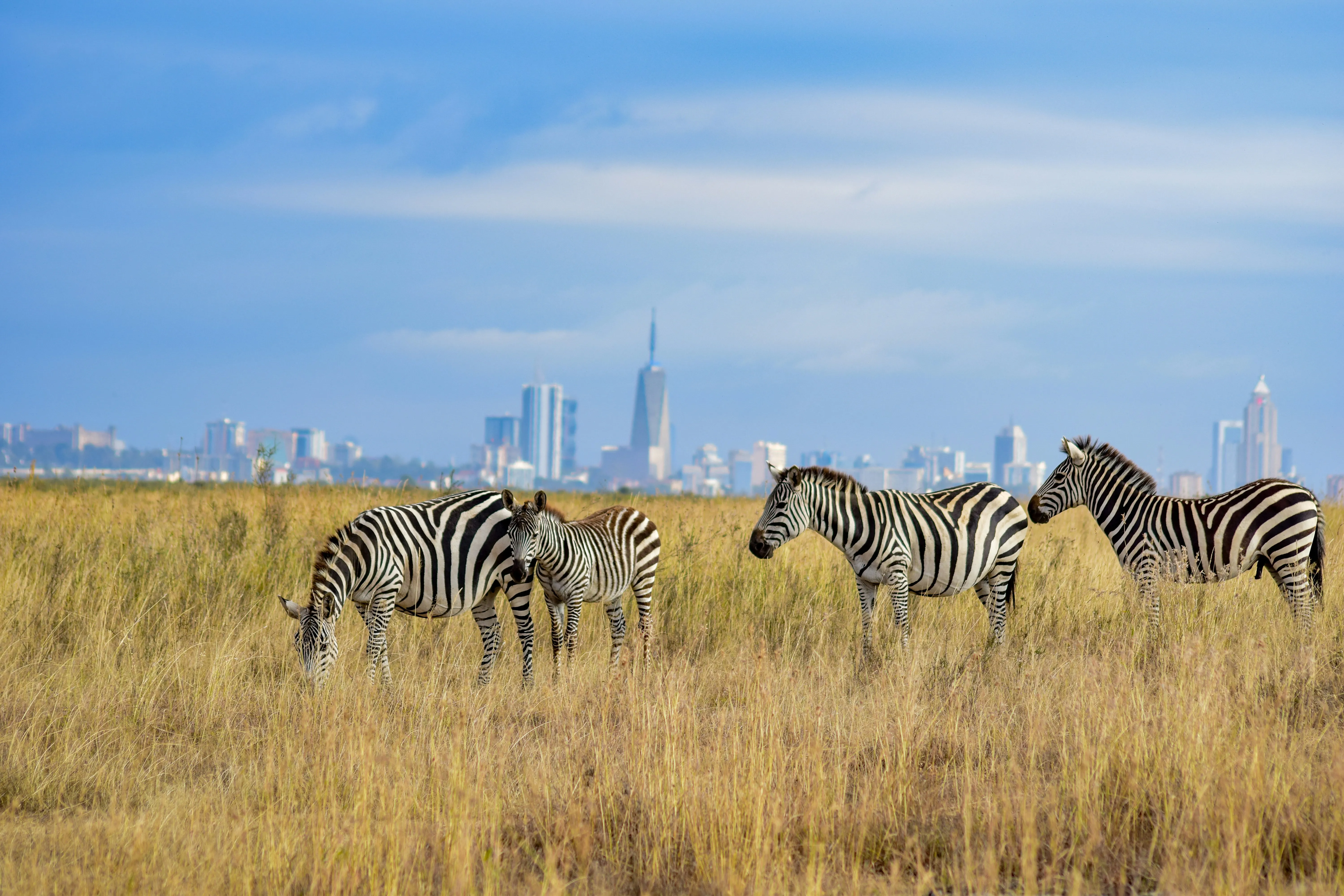 A herd of zebra on dry grassland inside the park.