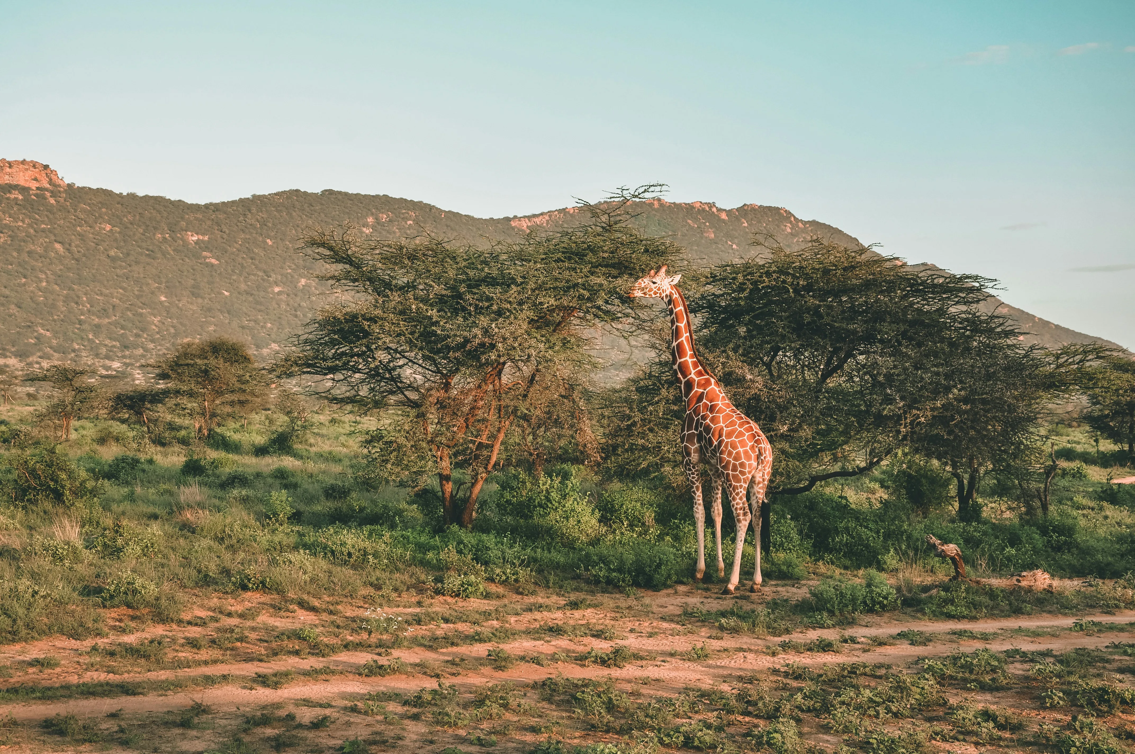 A reticulated giraffe browsing acacia leaves.