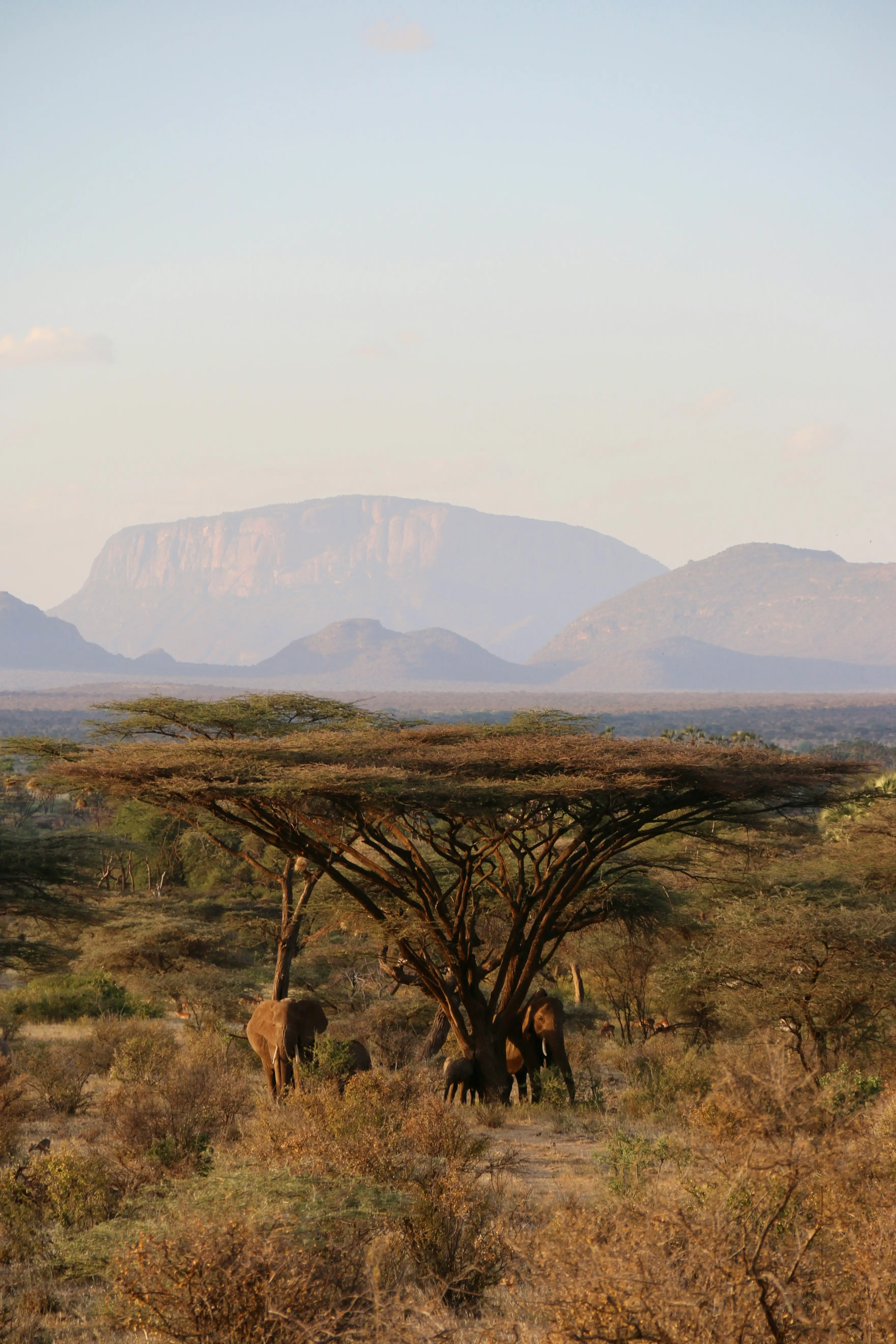 A herd of elephants crossing dry grassland in northern Kenya.