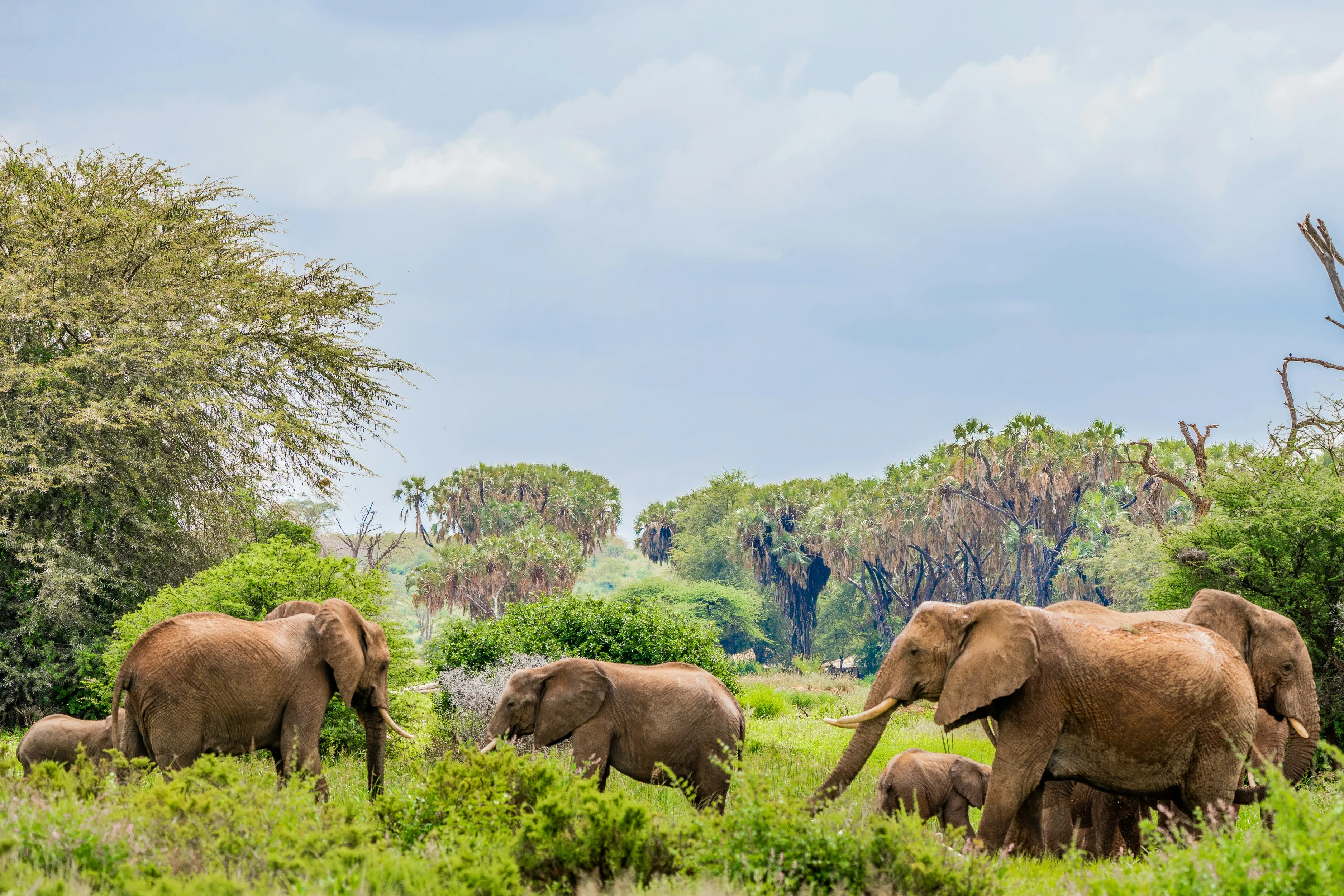 Elephants moving through riverine woodland.