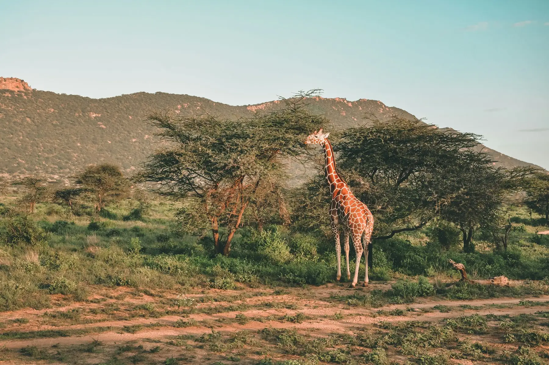 Reticulated giraffe among doum palms beside the Ewaso Ng'iro river in Samburu.