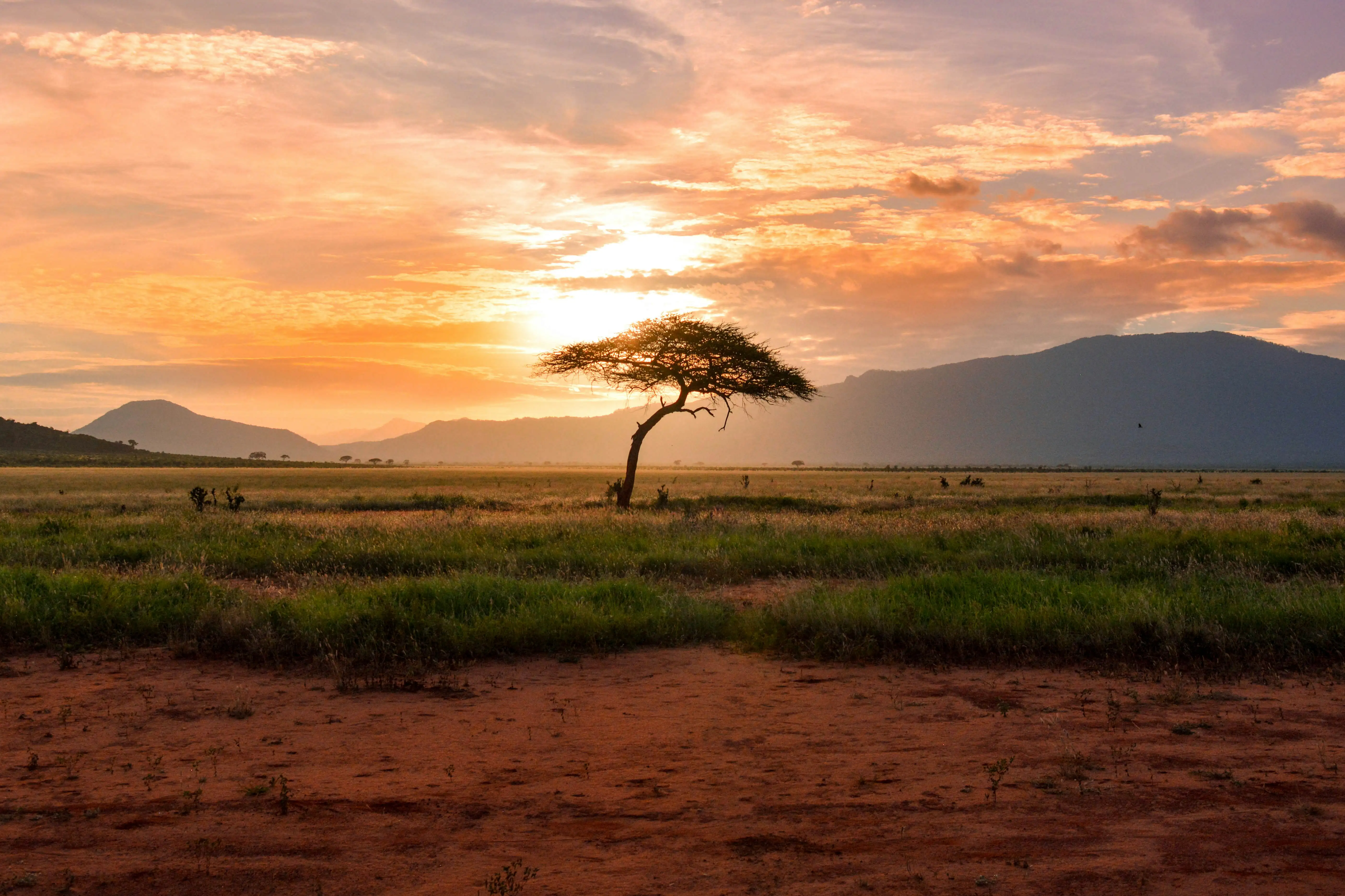 A lone tree standing over open Tsavo scrub at golden hour.