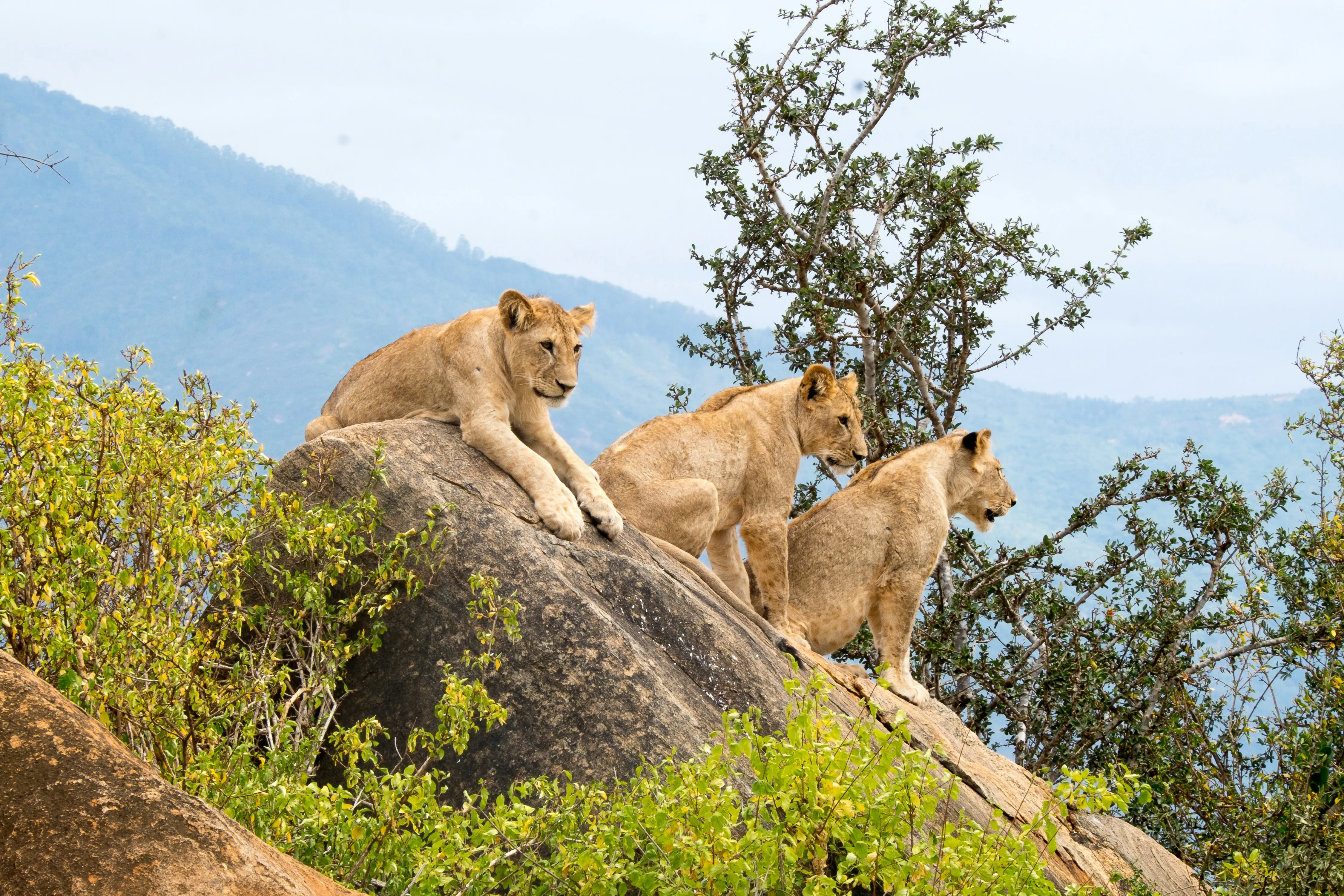 Lions resting on a rock outcrop above the surrounding bush.