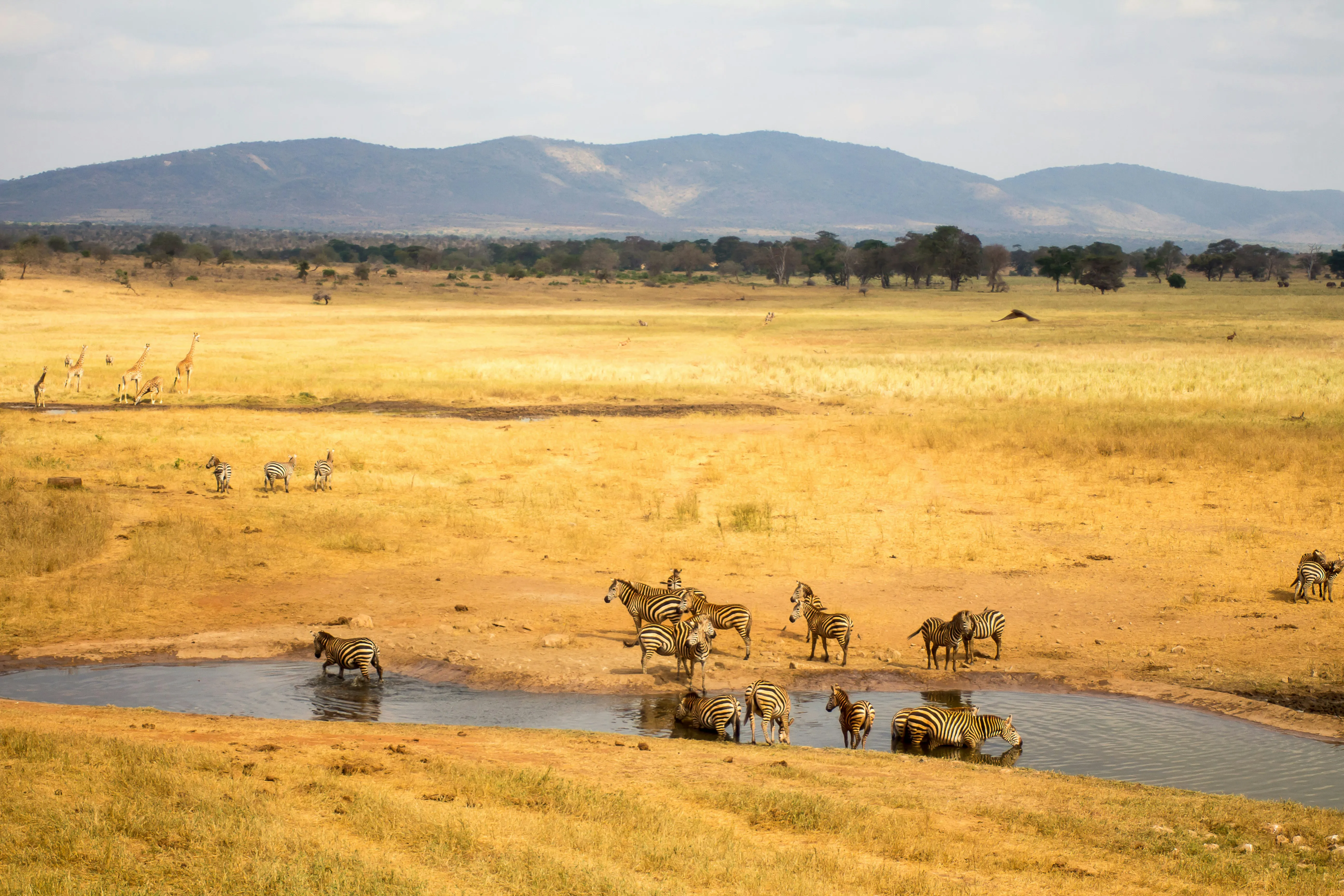 Zebra and elephants sharing a waterhole.