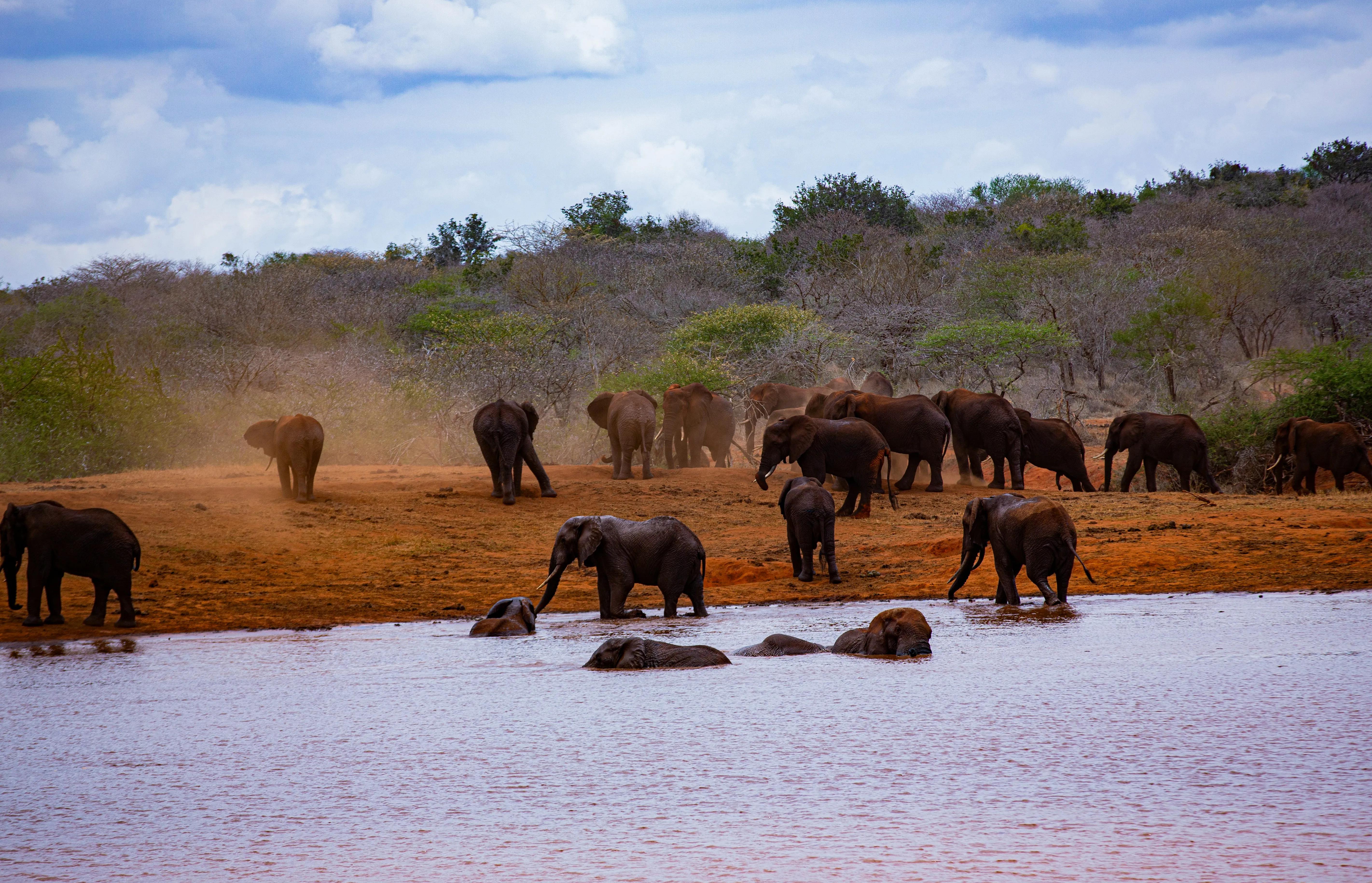A herd of elephants gathered at the water’s edge.