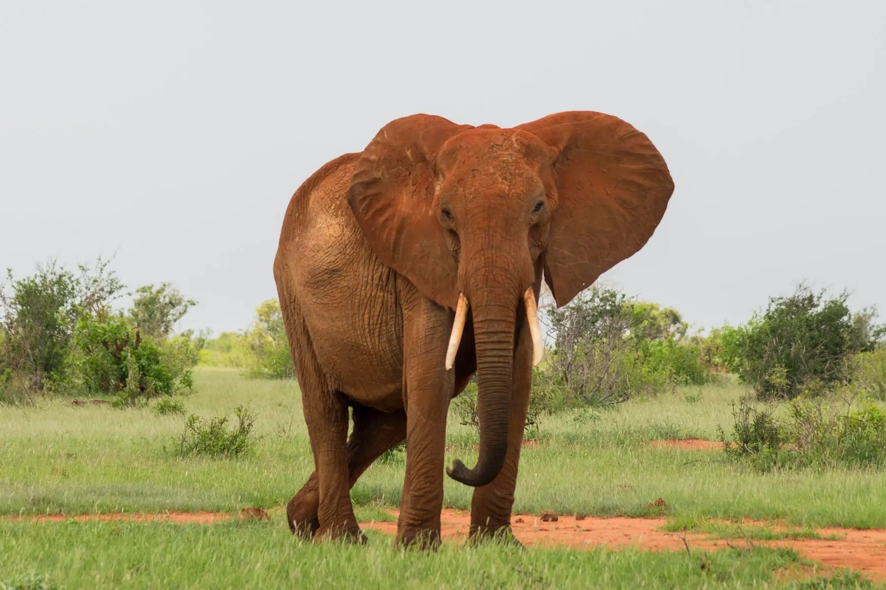 Red-dust elephants moving through open scrub in Tsavo.