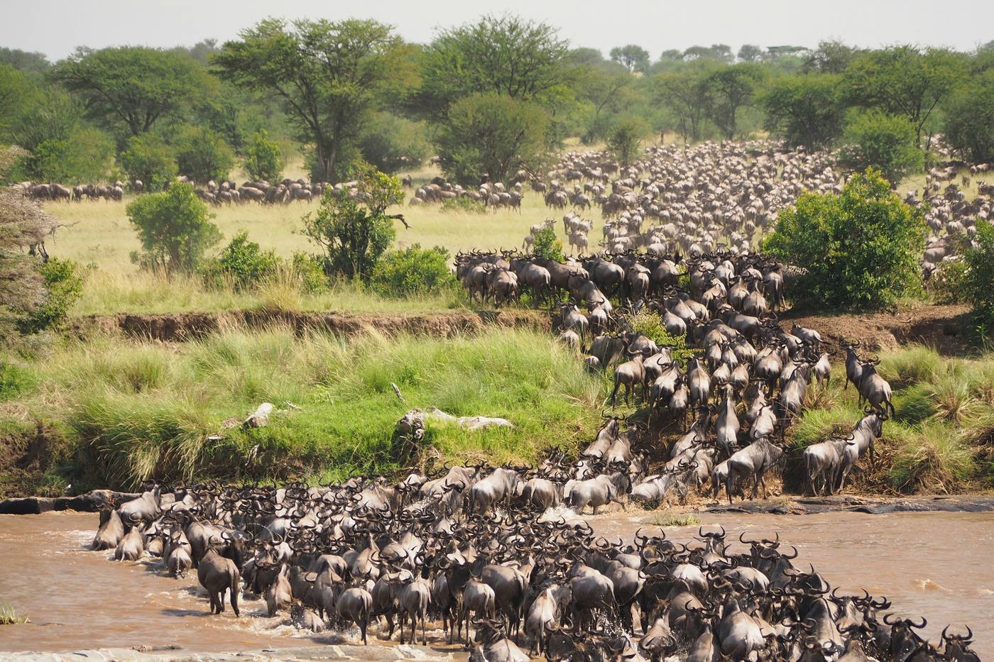 A wildebeest herd crossing a river in the Maasai Mara.