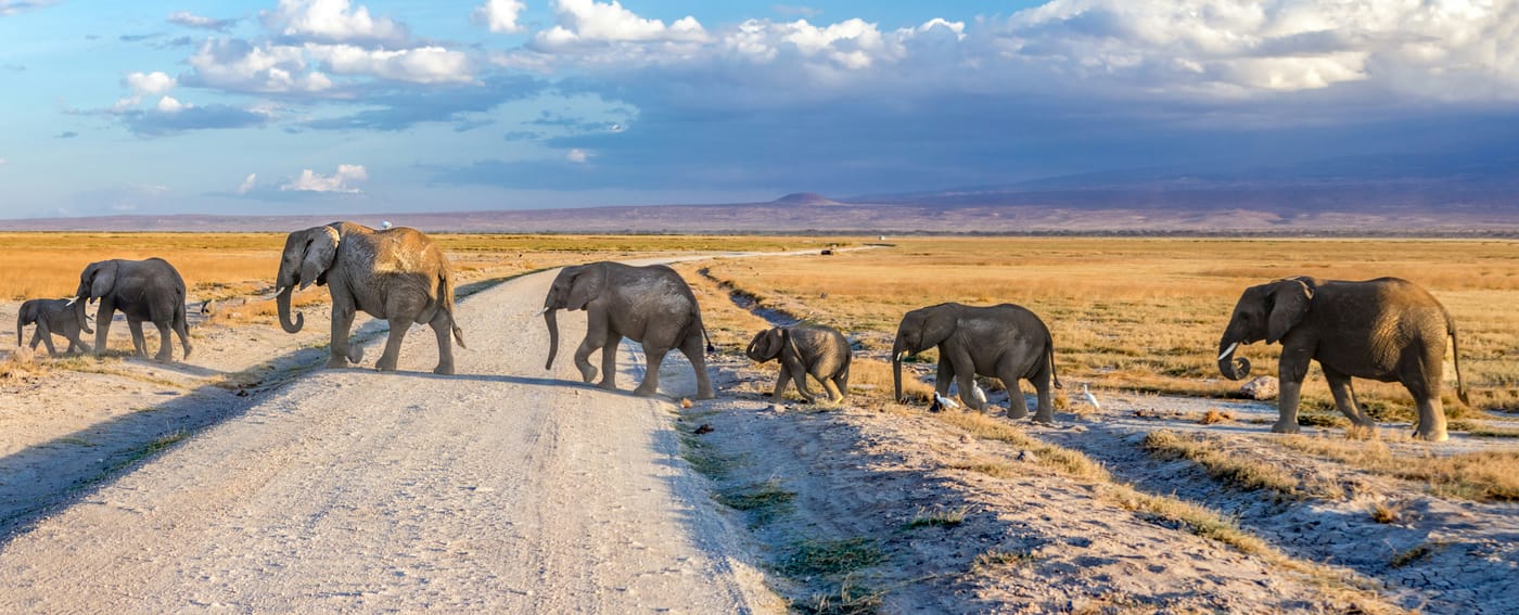 An elephant herd with young calves crossing a track on the open plains of Amboseli.